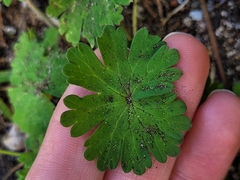 Geranium molle