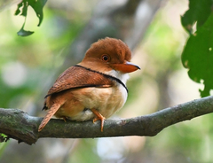 Bucco capensis