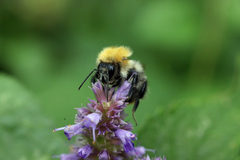 Bombus pascuorum