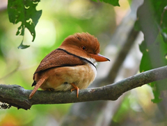 Bucco capensis