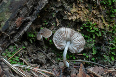 Pluteus thomsonii