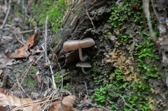 Pluteus thomsonii