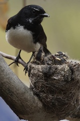 Rhipidura leucophrys
