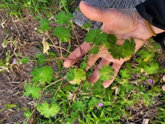 Geranium molle