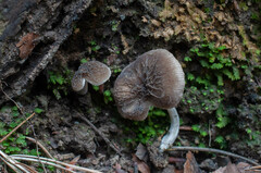 Pluteus thomsonii