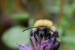 Bombus pascuorum