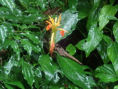 Aphelandra