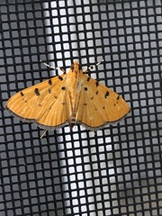 Phaedropsis