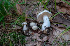 Tricholoma album