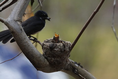 Rhipidura leucophrys