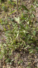 Oenothera curtiflora