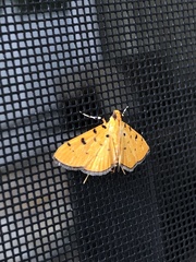 Phaedropsis
