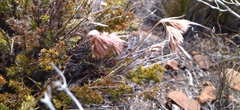 Thamnochortus acuminatus