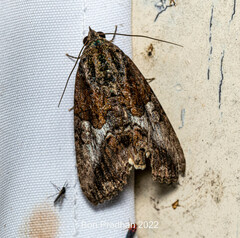 Noctuoidea