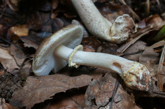 Amanita franchetii