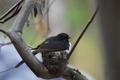 Rhipidura leucophrys