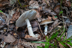 Amanita franchetii