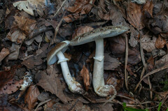 Amanita franchetii
