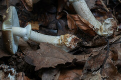 Amanita franchetii