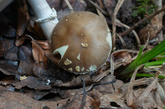 Amanita franchetii