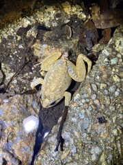 Quasipaa exilispinosa