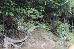 Buteogallus schistaceus