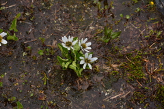 Caltha leptosepala