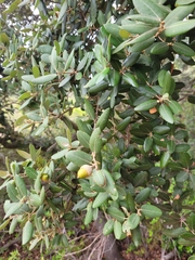 Quercus ilex
