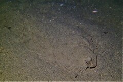 Pseudorhombus jenynsii