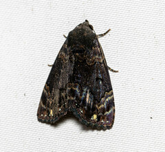 Noctuoidea