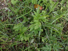 Artemisia verlotiorum