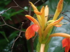 Aphelandra