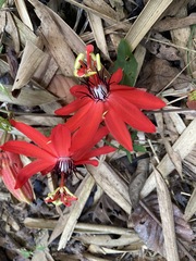 Passiflora miniata