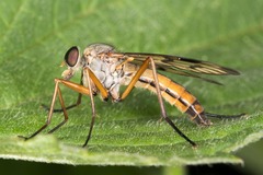Rhagio