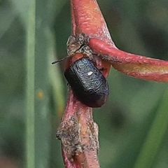 Plagiodera