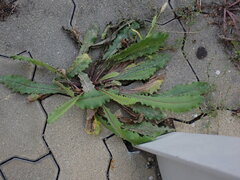 Picris hieracioides