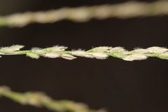 Digitaria bicornis
