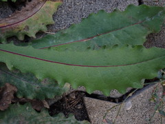 Picris hieracioides