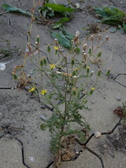 Senecio viscosus