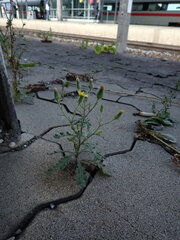 Senecio viscosus