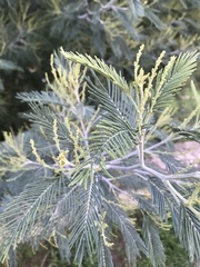Acacia dealbata