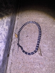 Bungarus multicinctus