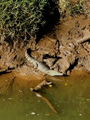 Caiman crocodilus
