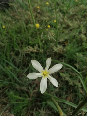 Moraea britteniae