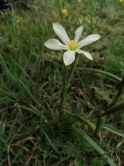 Moraea britteniae