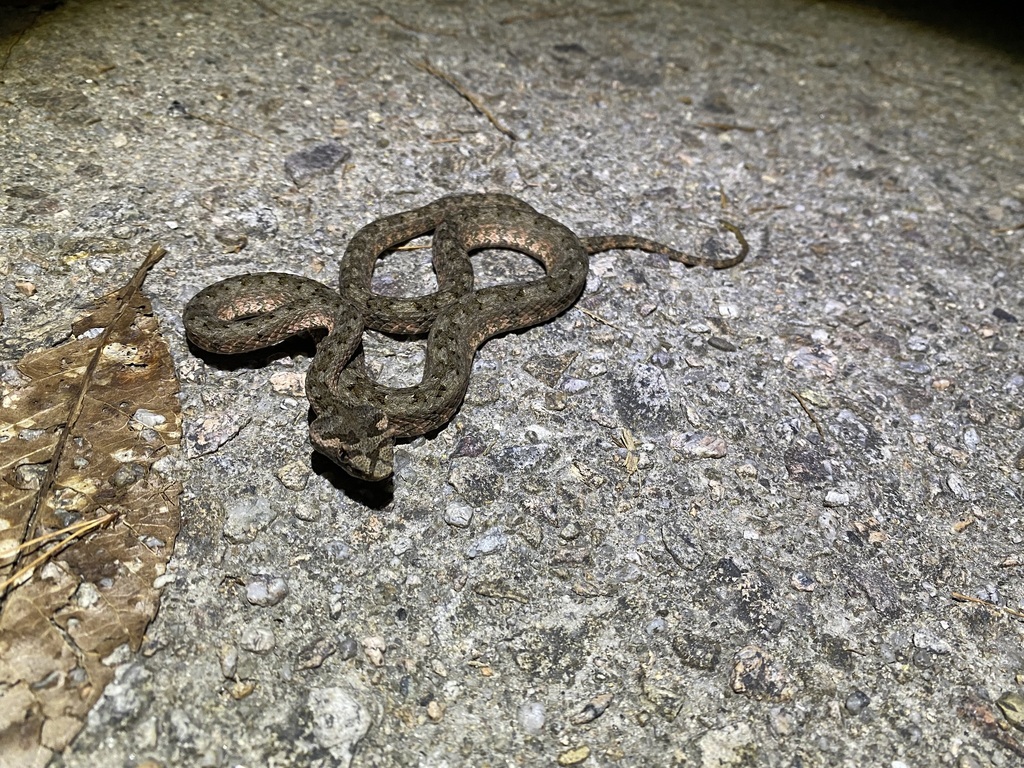 fi-si-pan horned pit viper in September 2022 by ong-siau-kun · iNaturalist