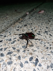 Xylotrupes australicus