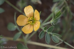 Kallstroemia parviflora