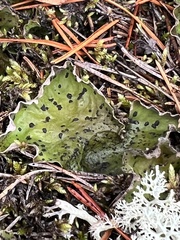 Peltigera aphthosa