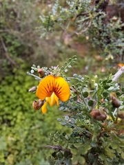 Adesmia confusa